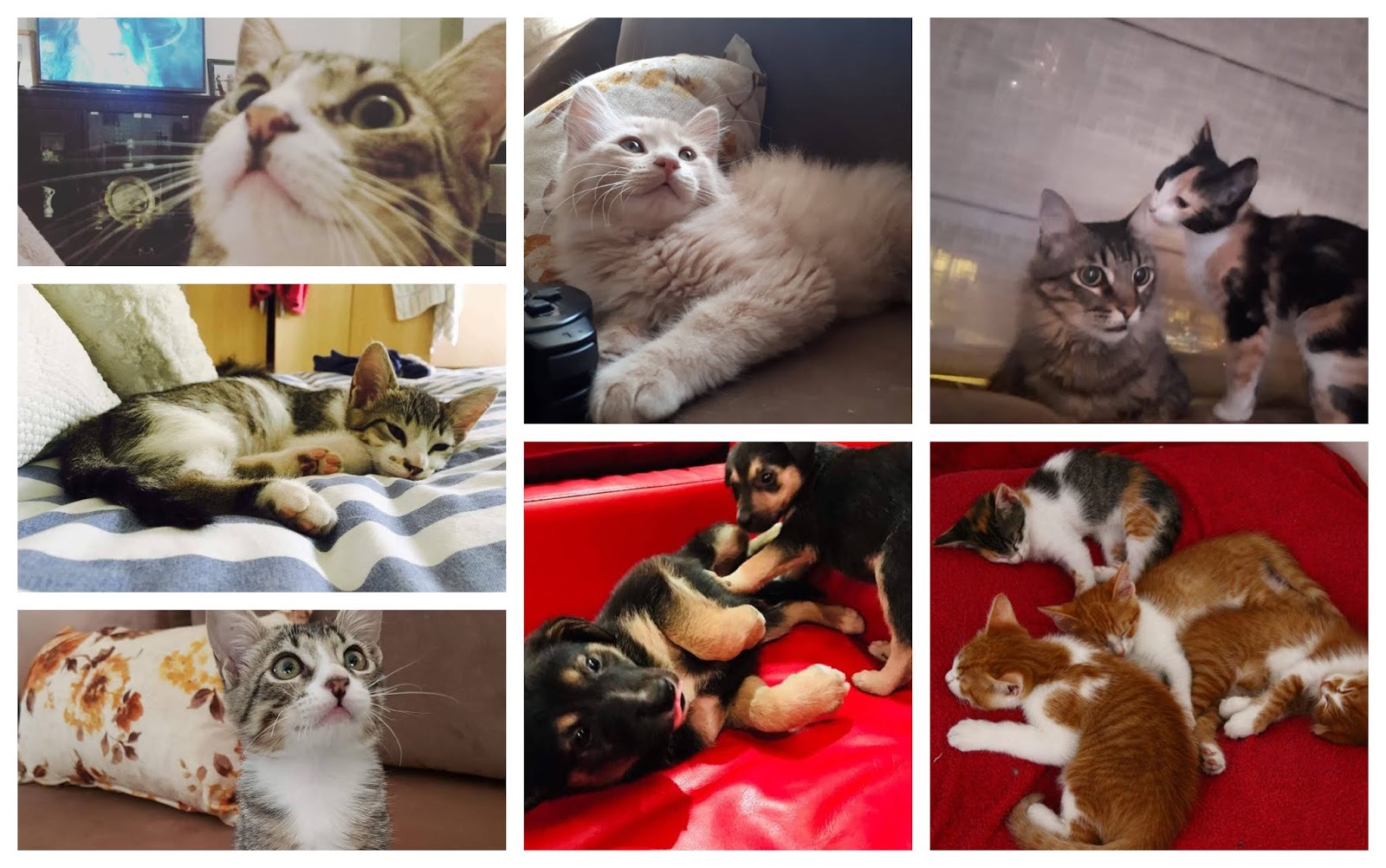 5 reasons why you should have a pet Spiritual Enlightenment