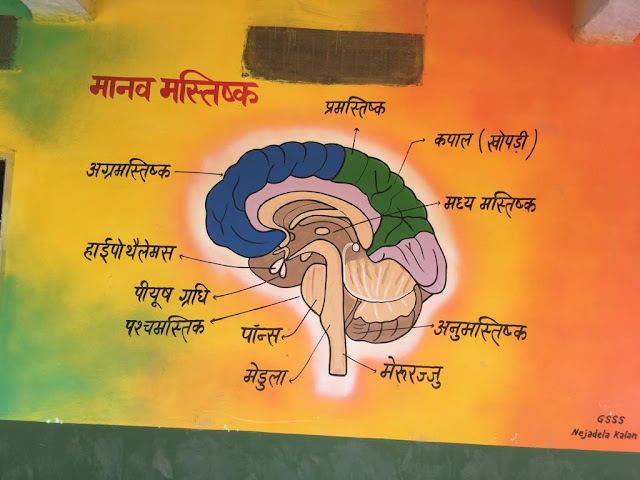 human brain diagram in hindi क्लास 10