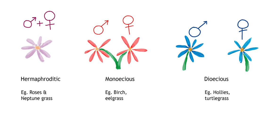 Flowers under the sea