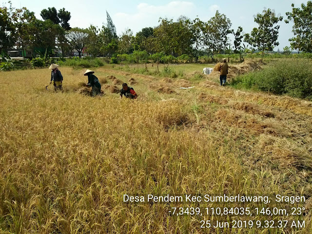 Babinsa Bantu Panen Padi Wujudkan Ketahanan Pangan