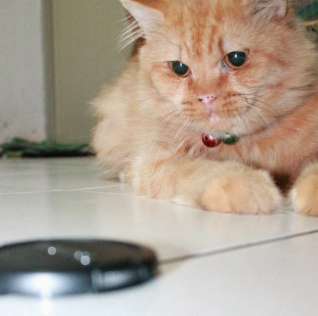 Gangguan Saluran Kencing Pada Kucing Flutd Lintang S Blog