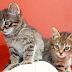 Does It Matter What Age You Neuter Your Kitten?