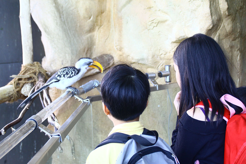 kids watching hornbill