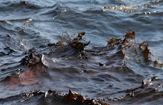 Petroleo, Shell, Golfo de Mexico