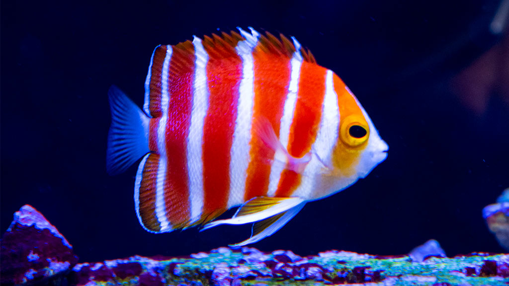 Saltwater Angelfish And Its Habitat Submit Free Guest Posting site