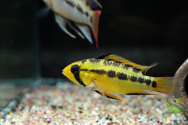 Apistogramma sp. D25