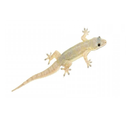 Arti Kedutan Primbon Jawa: Arti Mimpi Cicak Menurut Buku Mimpi