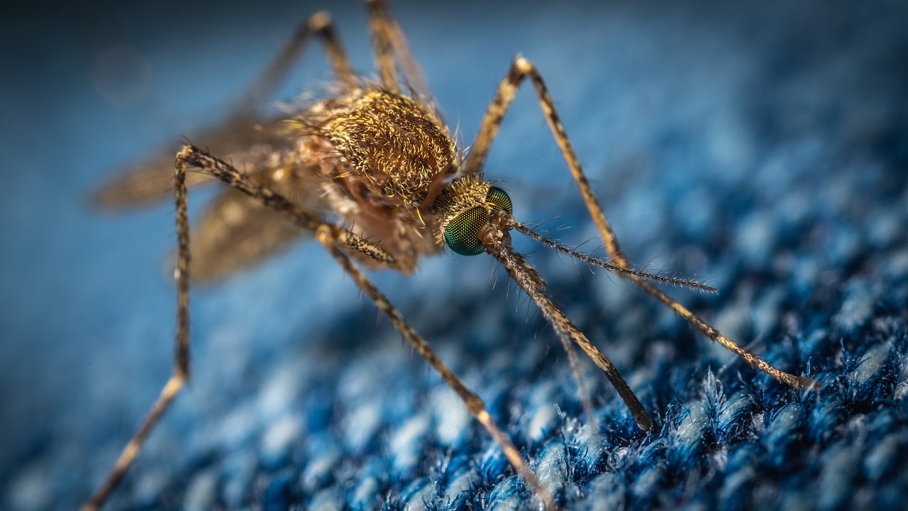 What if we killed all mosquitoes?