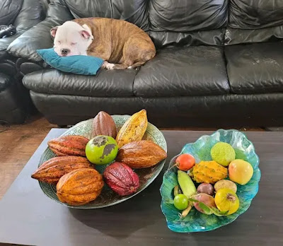 Turn fruits into a dog treat | A delicious cake
