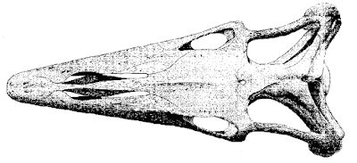 cretaceous skull