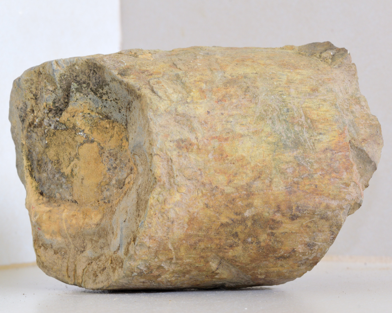 Extraordinary Fossil Found in Puriscal, Costa Rica