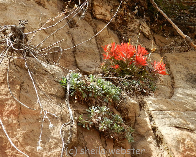 the bright orange plant grows from the rocks