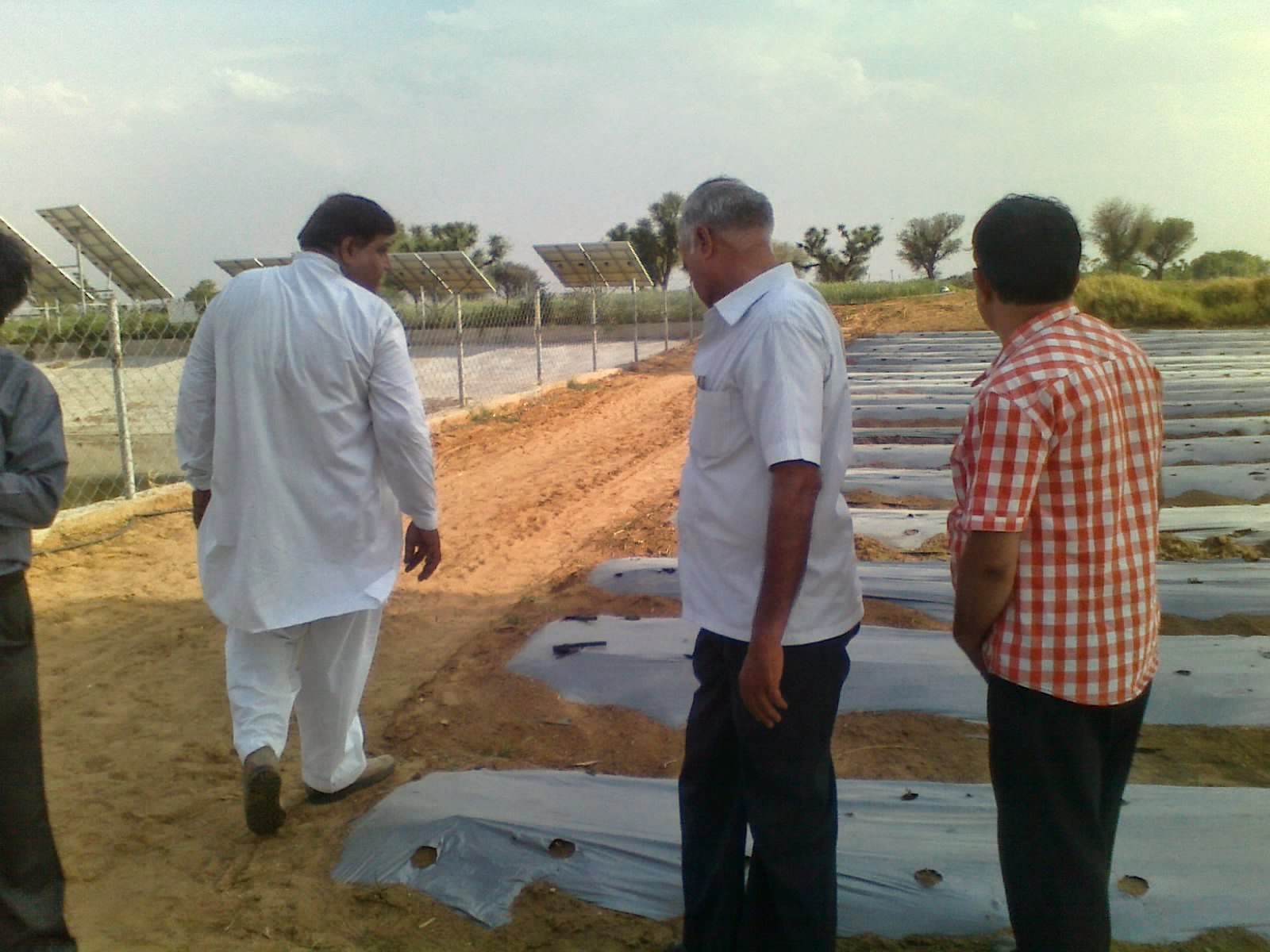 STEVIA CULTIVATION WITH MULCHING