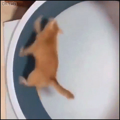 Funny Cat GIF • Chubby cat running on exercise wheel during only 5 seconds. That's enough for today! Funny Cat GIF • Chubby cat running on exercise wheel during only 5 seconds. That's enough for today!