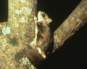 A flying squirrel on a tree