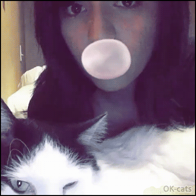 Captioned Cat GIF • Cat vs. bubblegum." Please Mom don't pop the bubble. Oh noes you did it on my face!" Captioned Cat GIF • Cat vs. bubblegum." Please Mom don't pop the bubble. Oh noes you did it on my face!"