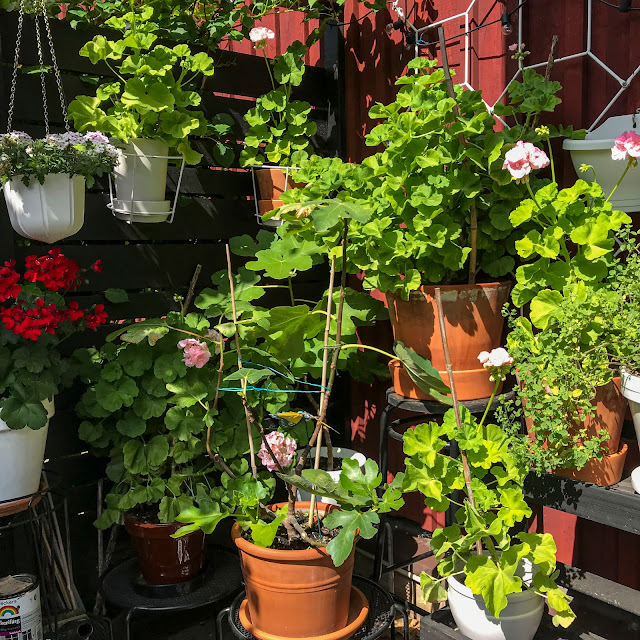 uteplatsen, pelargoner uteplatsen, pelargoner