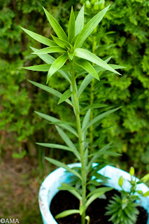 Crinul imperial (lilium regale)