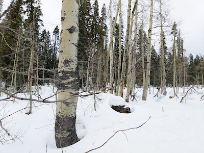 Same aspen trees in the snow, side view