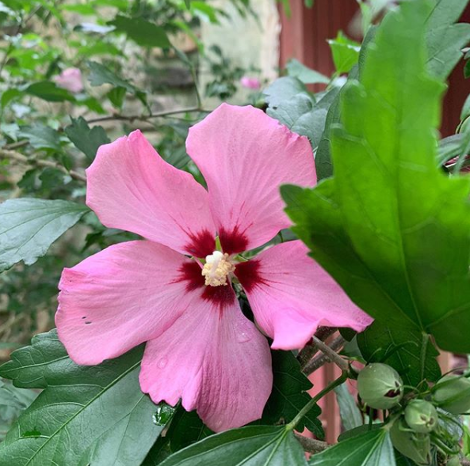 Shrubs & Hedges Book by Eva Monheim review and giveaway My WAHM Plan