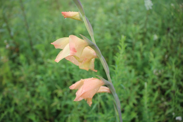 profile view of gladiolus