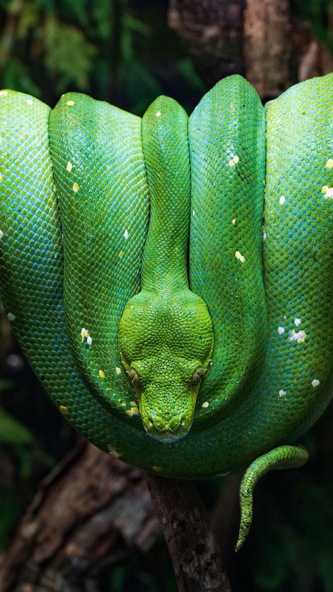 Green Snake, Reptile, Branch Tree