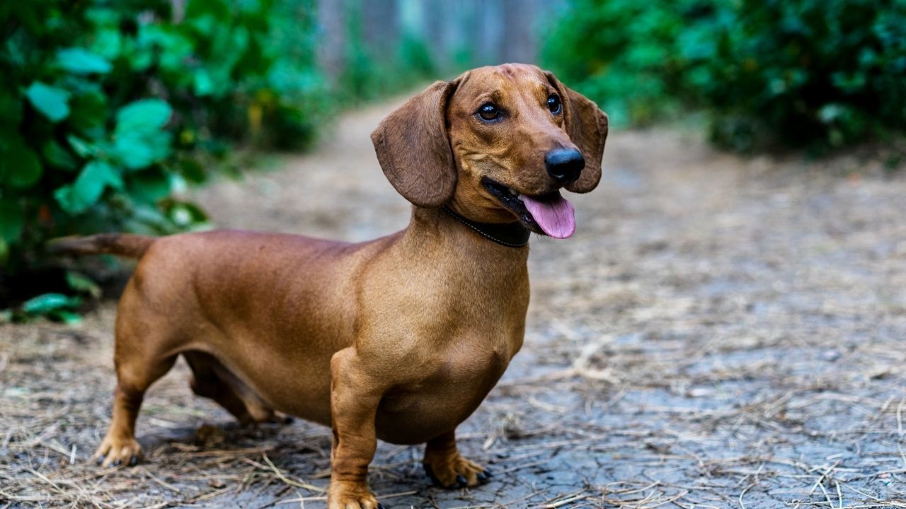 How Long Is A Dachshund Pregnant For