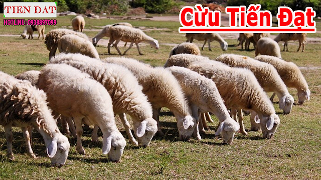 Cừu giống - Địa chỉ cung cấp cừu giống giá rẻ uy tín nhất