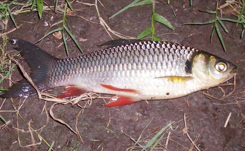 Gambar Ikan Jelawat