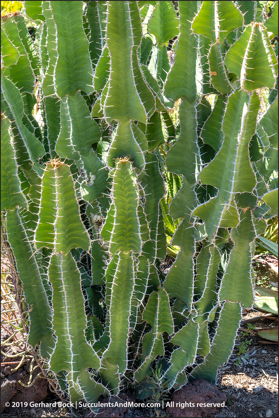 Euphorbia grandicornis cactus SEEDS~Cow’s Horn~exotic and rare 
