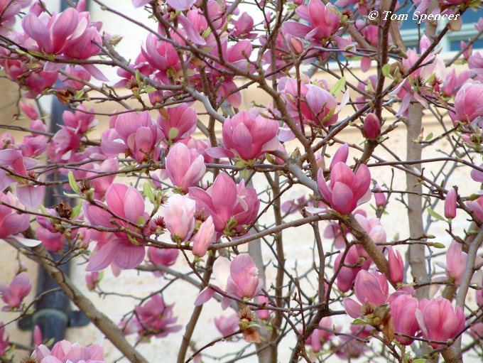 AA.AA. COMPAÑIA DE MARIA DE SANTANDER: Hay árboles que florecen en febrero