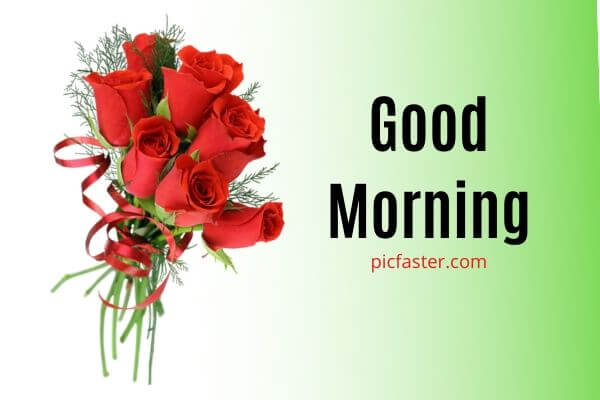 230 Best good morning wishes with Rose flower for Whatsapp and Instagram  HD image free download  2021 