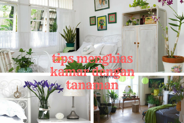6 Tanaman yang Paling Cocok Untuk Menghias Kamar Tidur 6 Tanaman yang Paling Cocok Untuk Menghias Kamar Tidur