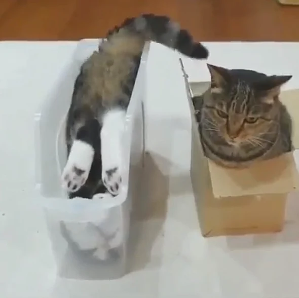 Two cats messing around in containers