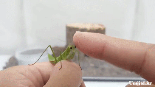 Umjjal_kr_006.gif