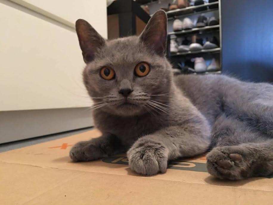 Mascotas perdidas y Encontradas RESUELTO_GATA GRIS BRITISH, PERDIDA EN