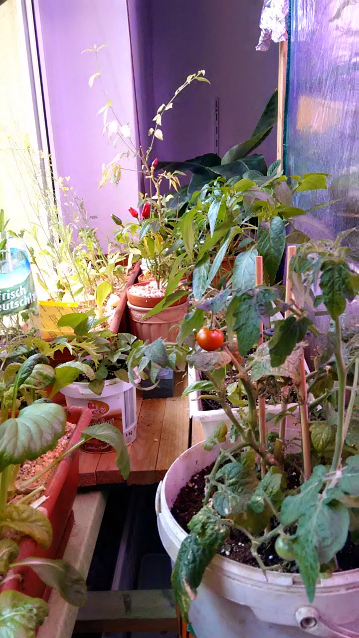exotische & einheimische Pflanzen im