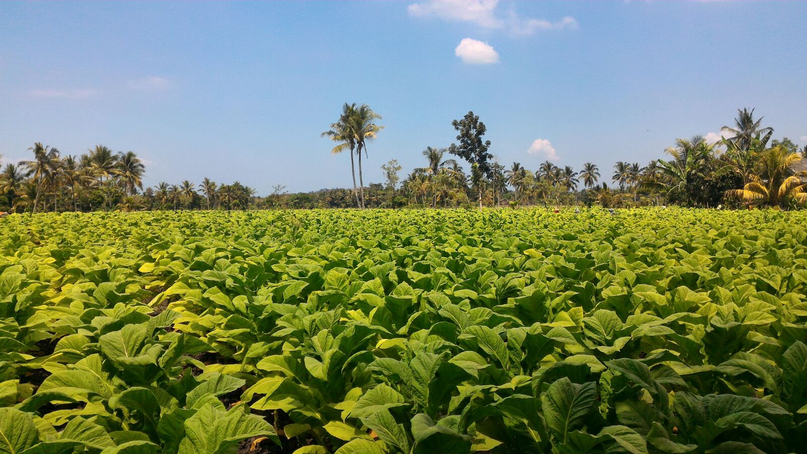 Memaksimalkan Potensi Tembakau Lombok Catatan Seorang