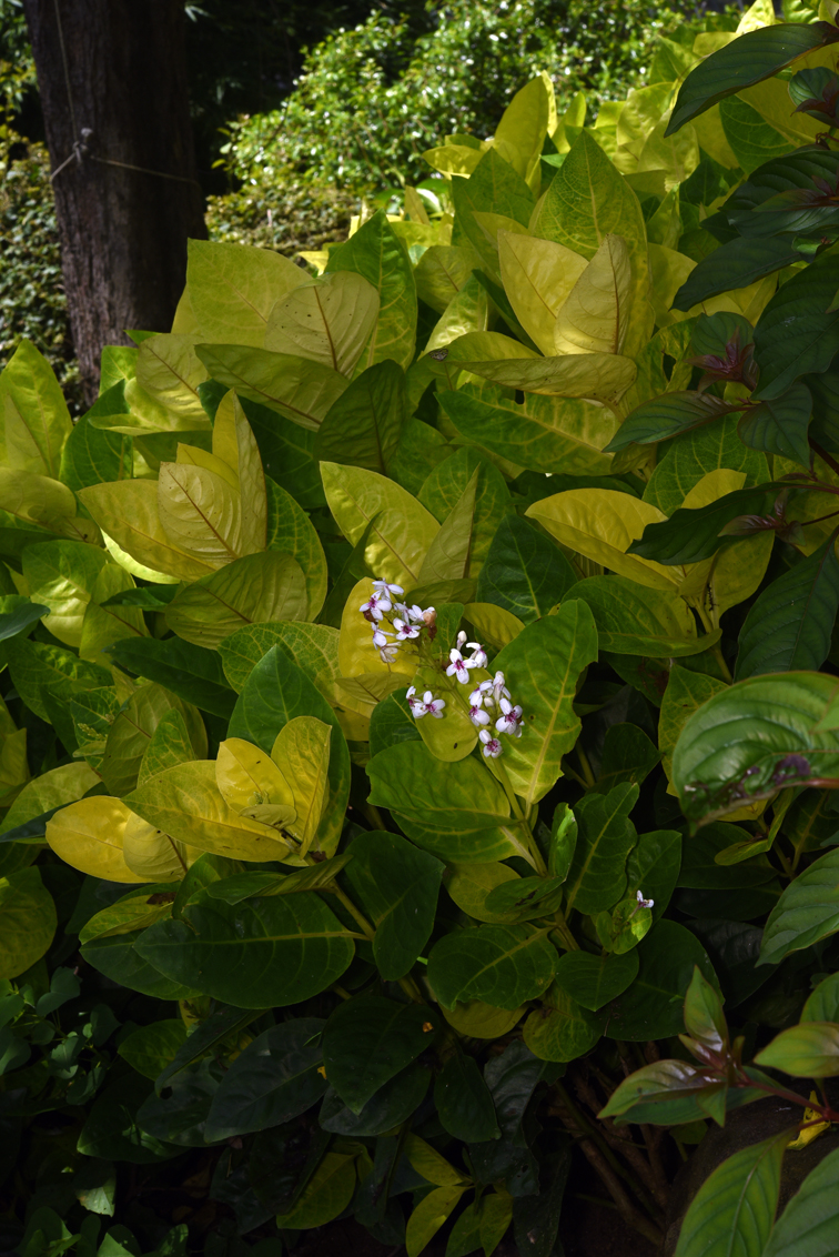 福星花園 金葉擬美花