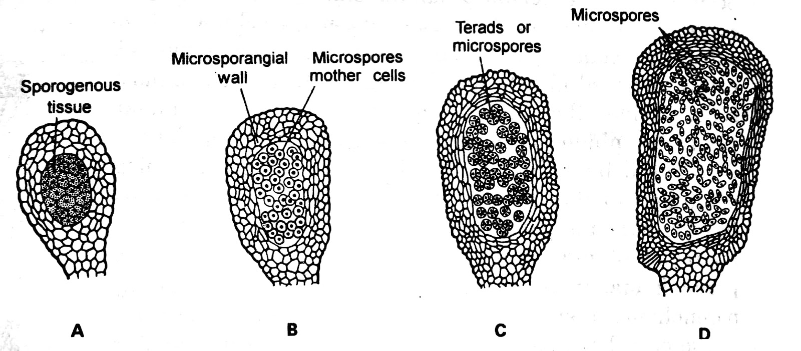 Botanica GYMNOSPERMS