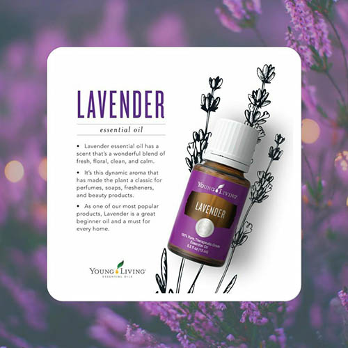 Kebaikan Lavender Essential Oil Manfaat, & Cara Menggunakan — surimoden