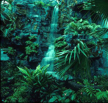 "Joker Presents:": Africa's rainforests 'more resilient' to climate change
