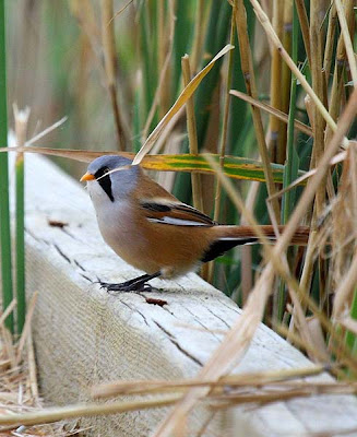 Bigotudo (Panurus biarmicus)