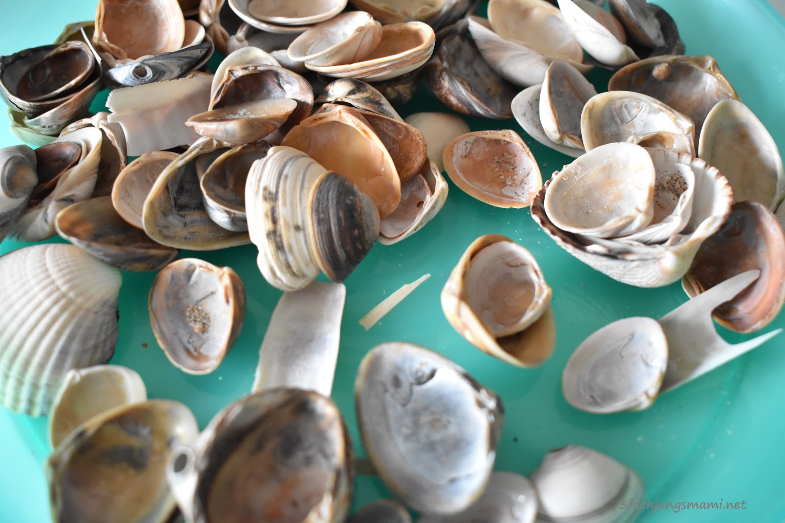 Basteln mit Muscheln - DIY Dekoplatten für den Garten