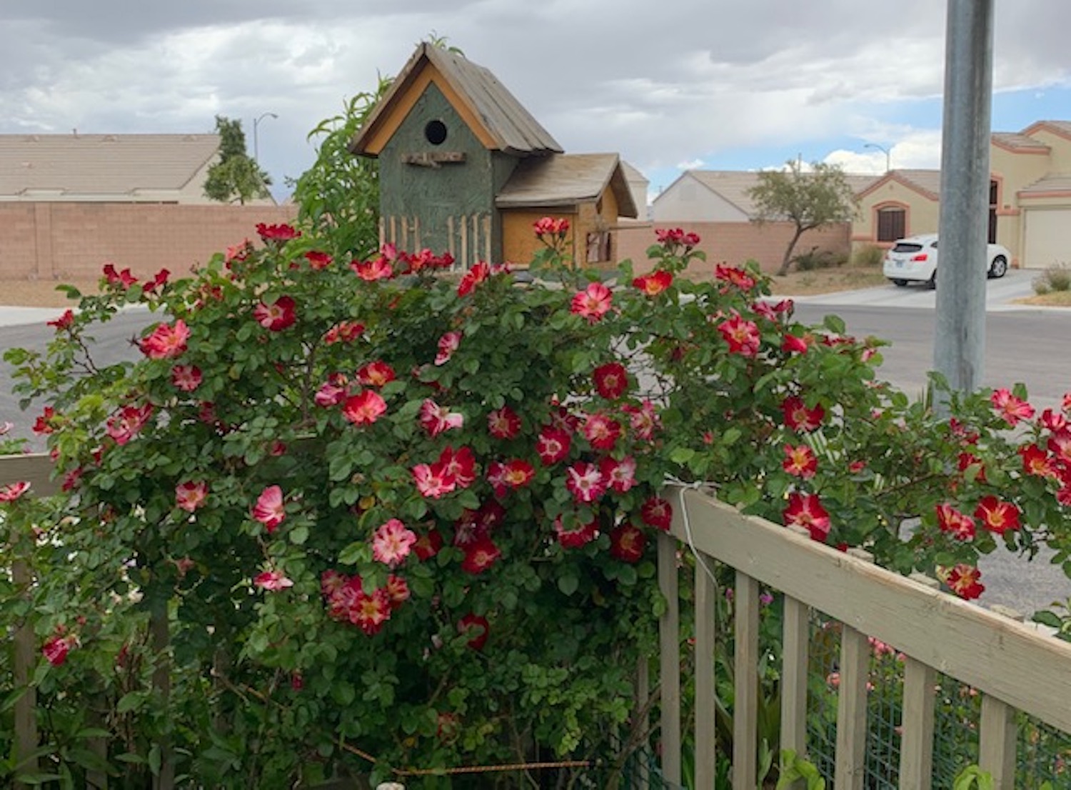 fourth of july climbing rose hip