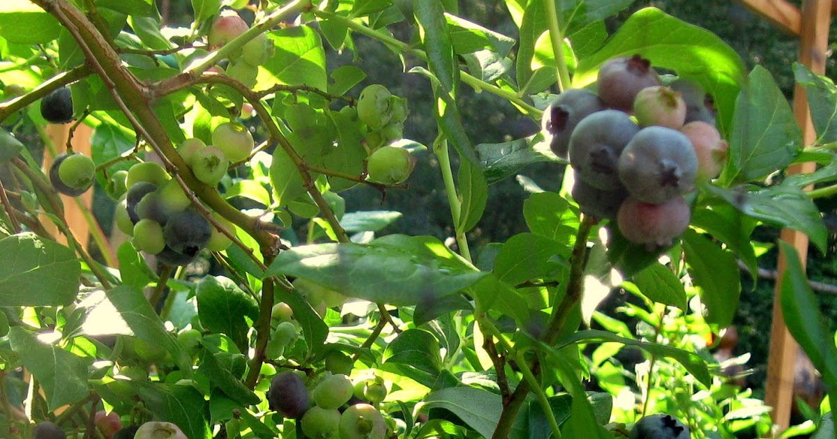 Sassafras Hill Primitives Blog Grand Olde Summertime Gardening