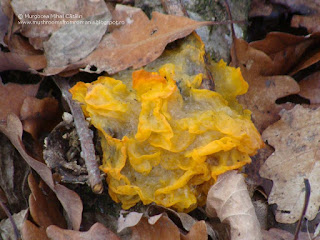 Tremella mesenterica DSC131265