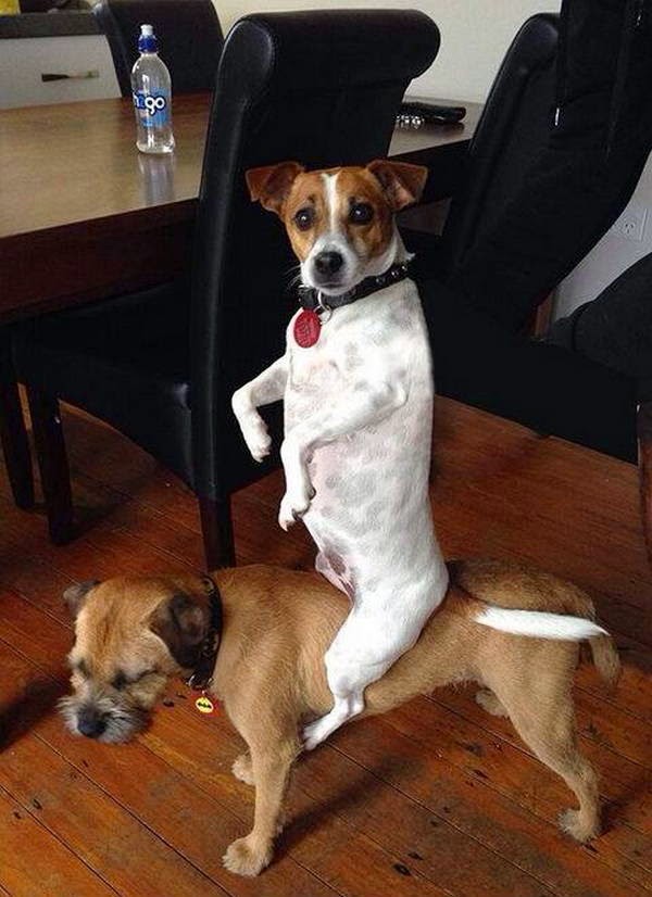 Cute dogs - part 33 (50 pics), funny dog pictures, dog photo