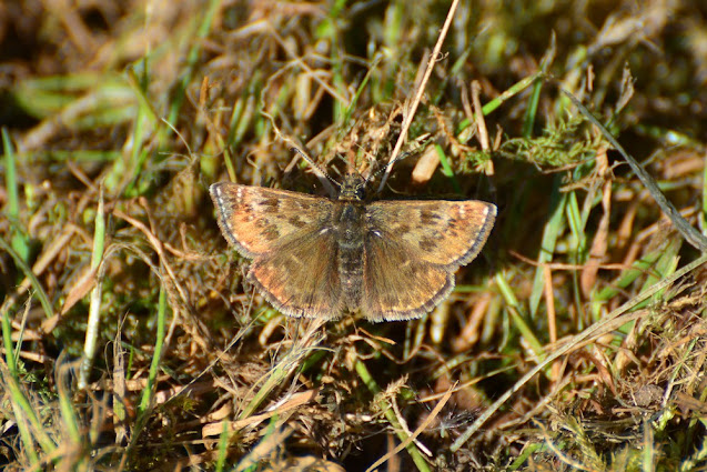 Erynnis tages Erynnis tages