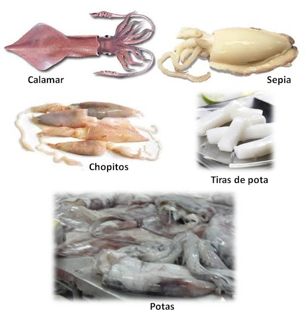 curiosidades-calamares-sepia-chopitos